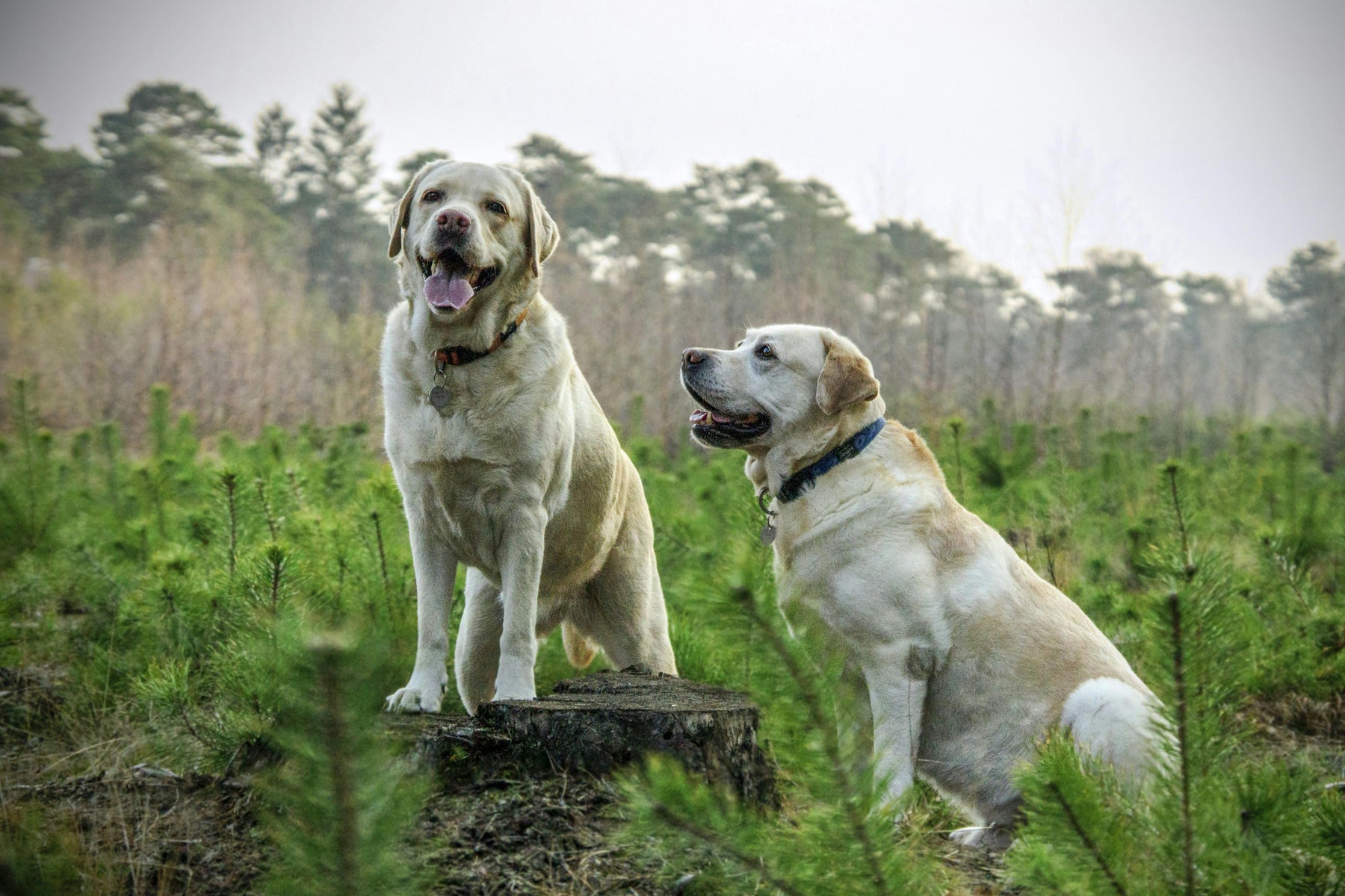 The Importance of Testing for the Labrador Obesity Gene