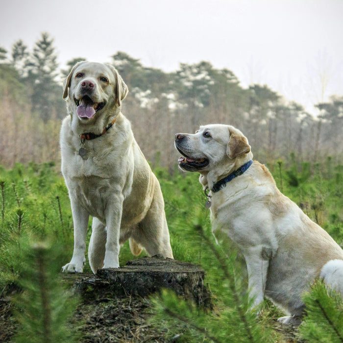 The Importance of Testing for the Labrador Obesity Gene