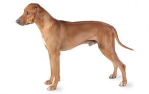 Rhodesian Ridgeback