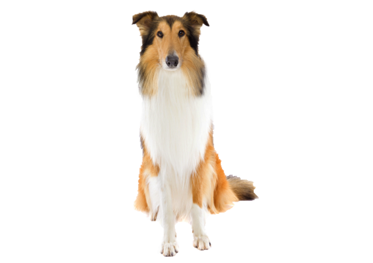 Foresight Health® Rough Collie — The Pet Lab